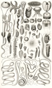 Echinodermata, Entozoa, Infusoria, Mollusca from A history of the earth and animated nature (1820) by Oliver Goldsmith (1730-1774). Digitally enhanced from our own original edition.. Free illustration for personal and commercial use.
