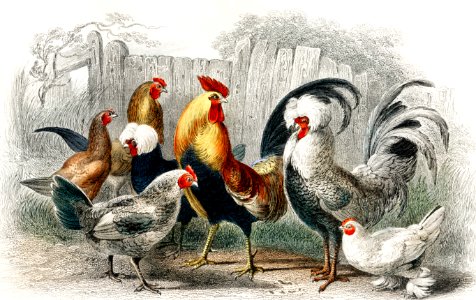 Game Cock, Silver Spangled, White Feathered Bantam Hen, Dorking Hen, Black Polish Hen, Malay Cock, and Hen from A history of the earth and animated nature (1820) by Oliver Goldsmith (1730-1774). Digitally enhanced from our own original edition.. Free illustration for personal and commercial use.