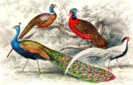 Common Peacock, Ringed Pheasant, Horned Pheasant, and Silver Pheasant from A history of the earth and animated nature (1820) by Oliver Goldsmith (1730-1774). Digitally enhanced from our own original edition.. Free illustration for personal and commercial use.