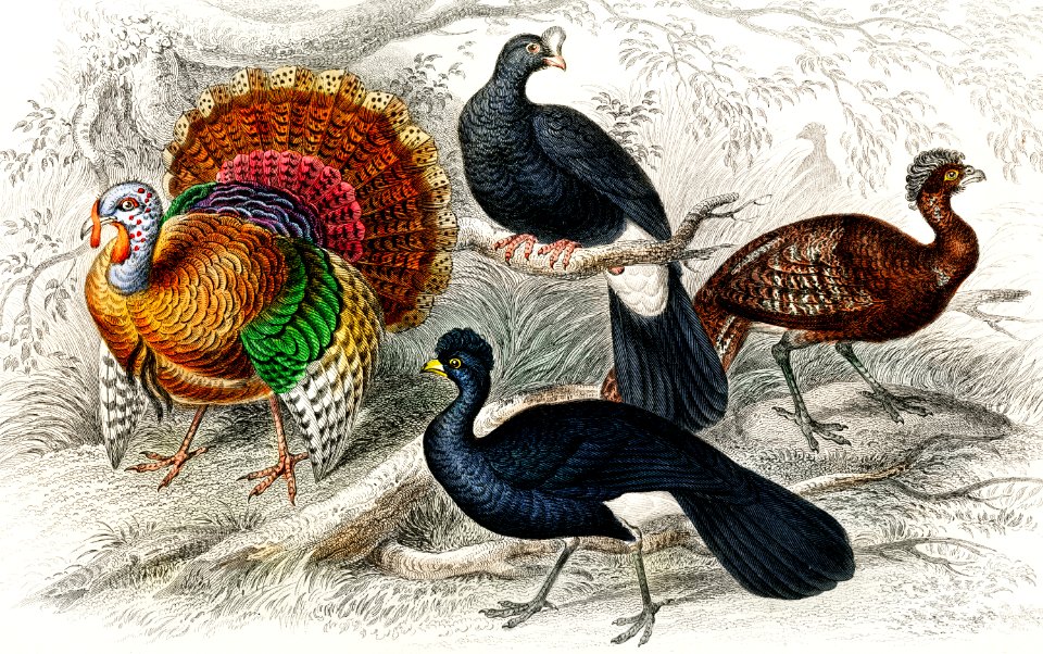 American Wild Turkey, Crested Curassow, Galeated Curassow, and Red Curassow from A history of the earth and animated nature (1820) by Oliver Goldsmith (1730-1774). Digitally enhanced from our own original edition.