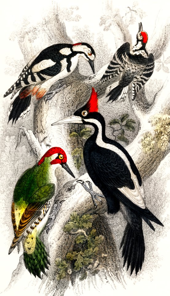 Ivory Billed Woodpecker, Green Woodpecker, Great Spotted Woodpecker, and Lesser Spotted Woodpecker from A history of the earth and animated nature (1820) by Oliver Goldsmith (1730-1774). Digitally enhanced from our own original edition.