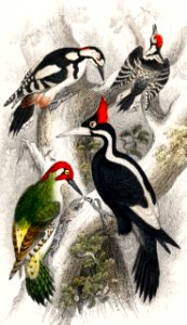 Ivory Billed Woodpecker, Green Woodpecker, Great Spotted Woodpecker, and Lesser Spotted Woodpecker from A history of the earth and animated nature (1820) by Oliver Goldsmith (1730-1774). Digitally enhanced from our own original edition.. Free illustration for personal and commercial use.