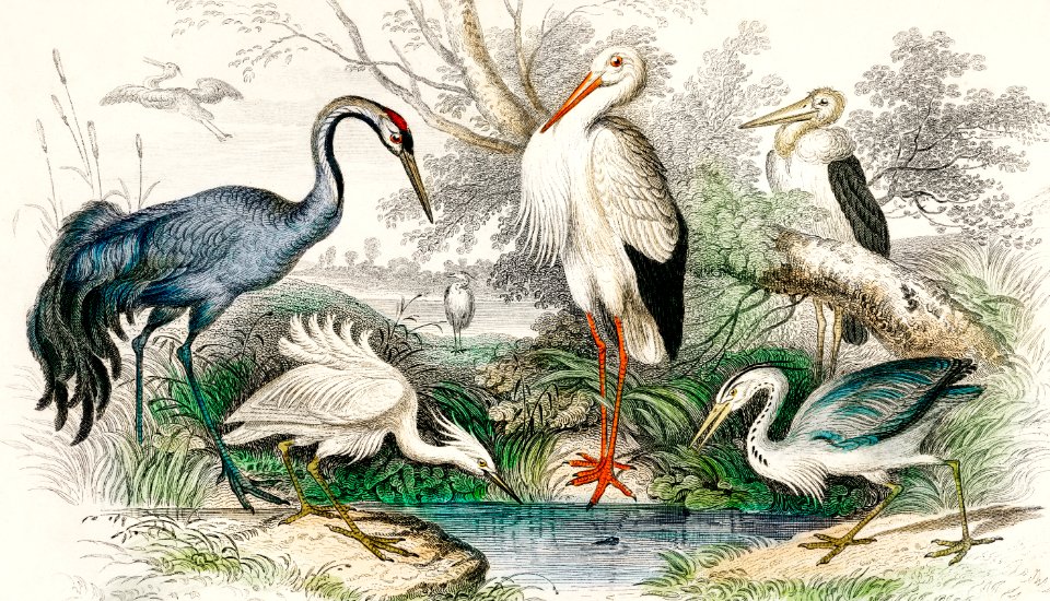 Common Crane, White Stork, Gigantic Crane, Common Heron, and Little Egret from A history of the earth and animated nature (1820) by Oliver Goldsmith (1730-1774). Digitally enhanced from our own publication.