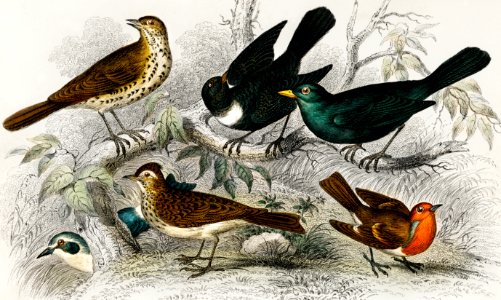 Song Thrush, Ring Ouzel, Blackbird, Wheat Ear, Sky Lark, and Redbreast from A history of the earth and animated nature (1820) by Oliver Goldsmith (1730-1774). Digitally enhanced from our own original edition.