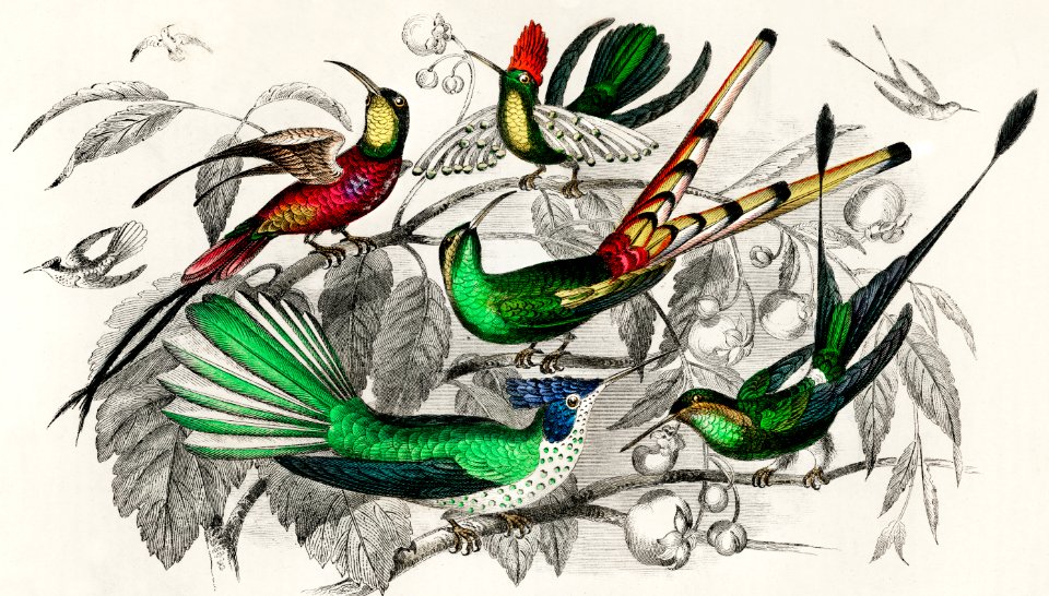 Bar-Tailed Humming Bird, Stoke Humming Bird, Underwood's Humming Bird, Gould's Humming Bird, and Topaz Throated Humming Bird from A history of the earth and animated nature (1820) by Oliver Goldsmith (1730-1774). Digitally enhanced from our own original edition.