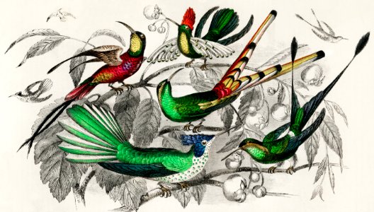 Bar-Tailed Humming Bird, Stoke Humming Bird, Underwood's Humming Bird, Gould's Humming Bird, and Topaz Throated Humming Bird from A history of the earth and animated nature (1820) by Oliver Goldsmith (1730-1774). Digitally enhanced from our own original edition.. Free illustration for personal and commercial use.