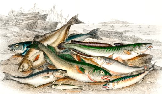 Common Cod, Haddock, Whiting, Coal Fish, Ling, Holibut, Mackerel, and Smelt or Spirling from A history of the earth and animated nature (1820) by Oliver Goldsmith (1730-1774). Digitally enhanced from our own original edition.