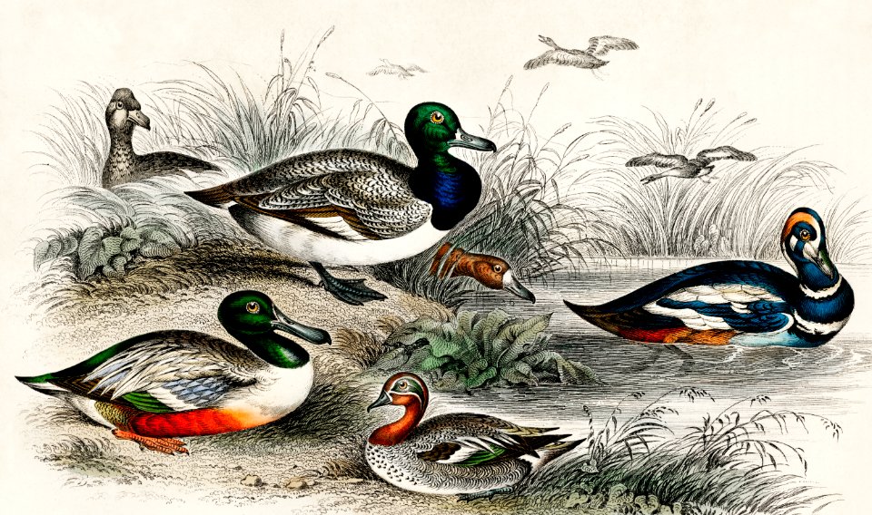 Blue Winged Shoveler or Broad Bill, Teal, Harlequin Duck, Scaup Duck, Female Scaup Duck, and Red Headed Pochard from A history of the earth and animated nature (1820) by Oliver Goldsmith (1730-1774). Digitally enhanced from our own original edition.
