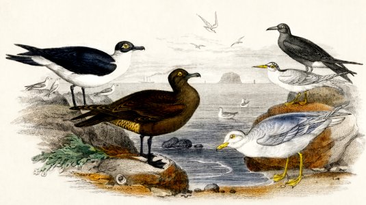 Black Toed Gull, Richardson's Skua, Glaucous Gull, Black Tern, and Lesser Tern from A history of the earth and animated nature (1820) by Oliver Goldsmith (1730-1774). Digitally enhanced from our own original edition.