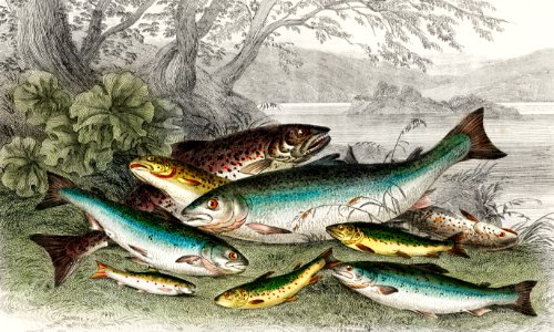Salmon, Gilse, Salmon Trout, Great Lake Trout, Lake Trout, River Trout, and Parr from A history of the earth and animated nature (1820) by Oliver Goldsmith (1730-1774). Digitally enhanced from our own original edition.. Free illustration for personal and commercial use.