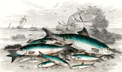 Twaite Shad, Herrings, Sprats or Garvies, Pilchard, Anchovy, and White Bait from A history of the earth and animated nature (1820) by Oliver Goldsmith (1730-1774). Digitally enhanced from our own original edition.. Free illustration for personal and commercial use.