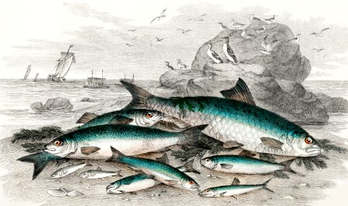 Twaite Shad, Herrings, Sprats or Garvies, Pilchard, Anchovy, and White Bait from A history of the earth and animated nature (1820) by Oliver Goldsmith (1730-1774). Digitally enhanced from our own original edition.