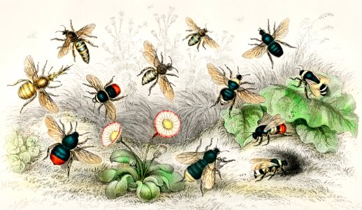 Honey Bee, Worker, Male, Queen, Common Humble Bee, Lapidary Bee, Male, Female, Moss or Carder Bee, Donovan's Humble Bee, Harris Humble Bee; False Humble Bee, Apathus Vestalis, and Apathus Repestris from A history of the earth and animated nature (1820) by Oliver Goldsmith (1730-1774). Digitally enhanced from our own original edition.. Free illustration for personal and commercial use.