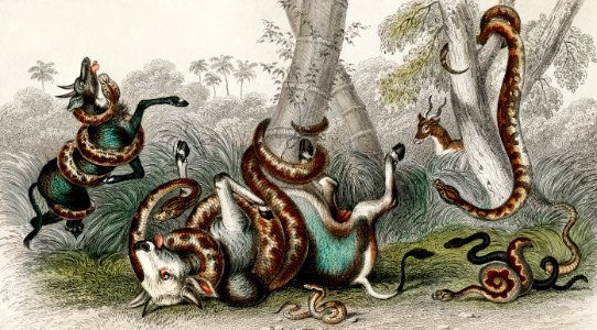 Anaconda, Pedda Poda, Port Natal Python, Rattlesnake, Rattlesnake Black Variety, and Cobra de Capello from A history of the earth and animated nature (1820) by Oliver Goldsmith (1730-1774). Digitally enhanced from our own original edition.. Free illustration for personal and commercial use.