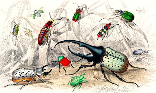 Hercules Beetle, Scarabaeus Tityus, Striped Click Beetle, Splendid Ground Beetle, Beautiful Capricorn Beetle, Margined Malachius, Beautiful Burncow Beetle, Downy Weevil, Latreille's Weevil, Coppery Eumolpus, Spotted Lady Bird Beetle, and Noble Golden Beetle from A history of the earth and animated nature (1820) by Oliver Goldsmith (1730-1774). Digitally enhanced from our own original edition.