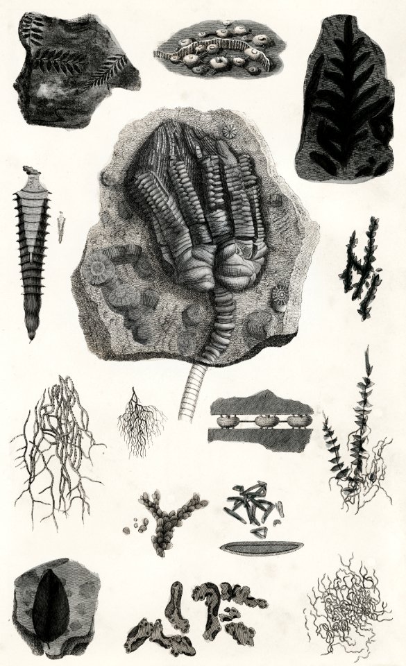 Collection of various fossil from A history of the earth and animated nature (1820) by Oliver Goldsmith (1730-1774). Digitally enhanced from our own original edition.