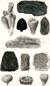 Collection of various fossil from A history of the earth and animated nature (1820) by Oliver Goldsmith (1730-1774). Digitally enhanced from our own original edition.