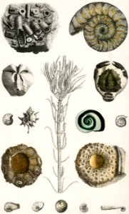 Collection of various fossils from A history of the earth and animated nature (1820) by Oliver Goldsmith (1730-1774). Digitally enhanced from our own original edition.. Free illustration for personal and commercial use.