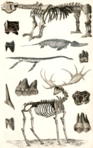 Collection of specimens from animal bone structures from A history of the earth and animated nature (1820) by Oliver Goldsmith (1730-1774). Digitally enhanced from our own original edition.