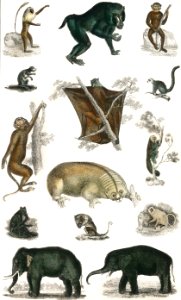 Collection of wild animals from A history of the earth and animated nature (1820) by Oliver Goldsmith (1730-1774). Digitally enhanced from our own publication.. Free illustration for personal and commercial use.