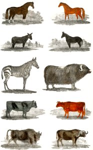 Collection of animals from A history of the earth and animated nature (1820) by Oliver Goldsmith (1730-1774). Digitally enhanced from our own original edition.
