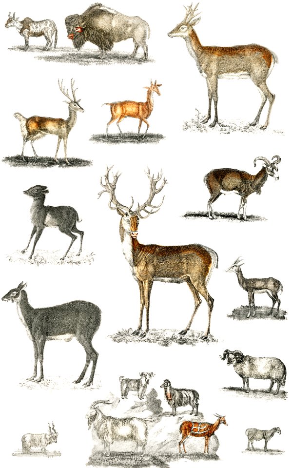 Collection of animal with antlers from A history of the earth and animated nature (1820) by Oliver Goldsmith (1730-1774). Digitally enhanced from our own original edition.