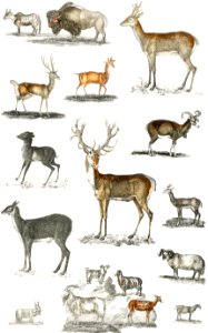 Collection of animal with antlers from A history of the earth and animated nature (1820) by Oliver Goldsmith (1730-1774). Digitally enhanced from our own original edition.. Free illustration for personal and commercial use.
