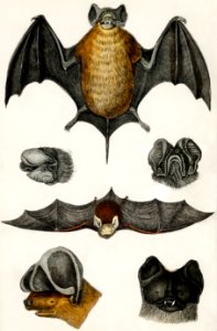 Collection of various Bats from A history of the earth and animated nature (1820) by Oliver Goldsmith (1730-1774). Digitally enhanced from our own original edition.. Free illustration for personal and commercial use.