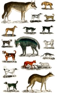 Collection of animals in the canine and feline family from A history of the earth and animated nature (1820) by Oliver Goldsmith (1730-1774). Digitally enhanced from our own original edition.. Free illustration for personal and commercial use.