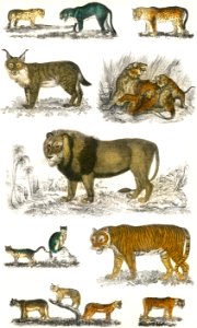 Collection of animals in the feline family from A history of the earth and animated nature (1820) by Oliver Goldsmith (1730-1774). Digitally enhanced from our own original edition.. Free illustration for personal and commercial use.