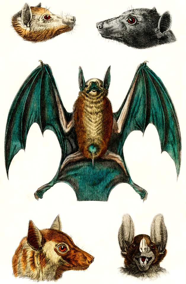 Collection of various bats from A history of the earth and animated nature (1820) by Oliver Goldsmith (1730-1774). Digitally enhanced from our own original edition.