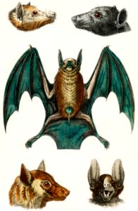 Collection of various bats from A history of the earth and animated nature (1820) by Oliver Goldsmith (1730-1774). Digitally enhanced from our own original edition.. Free illustration for personal and commercial use.