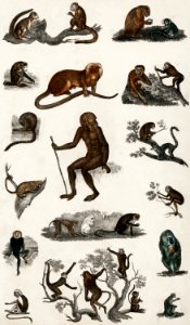 Collection of various monkeys from A history of the earth and animated nature (1820) by Oliver Goldsmith (1730-1774). Digitally enhanced from our own original edition.. Free illustration for personal and commercial use.