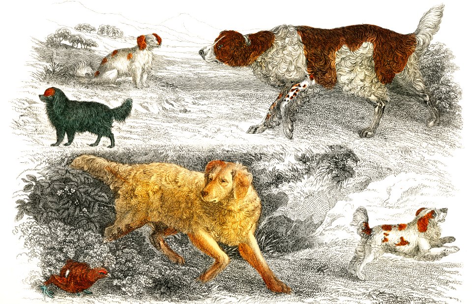 Collection of various dogs and cocker from A history of the earth and animated nature (1820) by Oliver Goldsmith (1730-1774). Digitally enhanced from our own original edition.