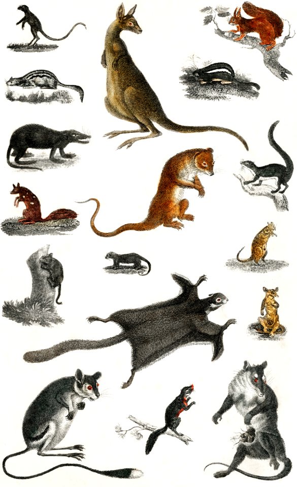 Collection of masupials from A history of the earth and animated nature (1820) by Oliver Goldsmith (1730-1774). Digitally enhanced from our own original edition.