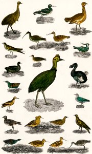 Collection of various birds from A history of the earth and animated nature (1820) by Oliver Goldsmith (1730-1774). Digitally enhanced from our own original edition.. Free illustration for personal and commercial use.
