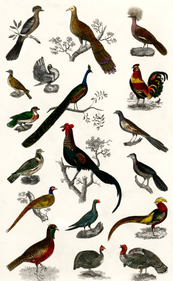 Collection of various birds from A history of the earth and animated nature (1820) by Oliver Goldsmith (1730-1774). Digitally enhanced from our own original edition.