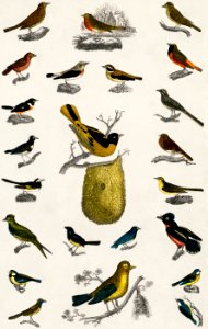 Collection of various birds from A history of the earth and animated nature (1820) by Oliver Goldsmith (1730-1774). Digitally enhanced from our own original edition.