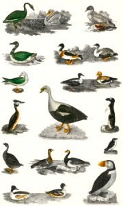 Collection of various birds from A history of the earth and animated nature (1820) by Oliver Goldsmith (1730-1774). Digitally enhanced from our own original edition.