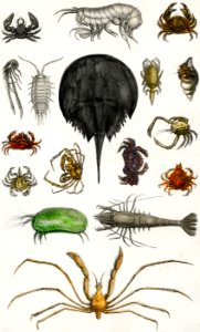 Collection of various arthropods from A history of the earth and animated nature (1820) by Oliver Goldsmith (1730-1774). Digitally enhanced from our own original edition.. Free illustration for personal and commercial use.