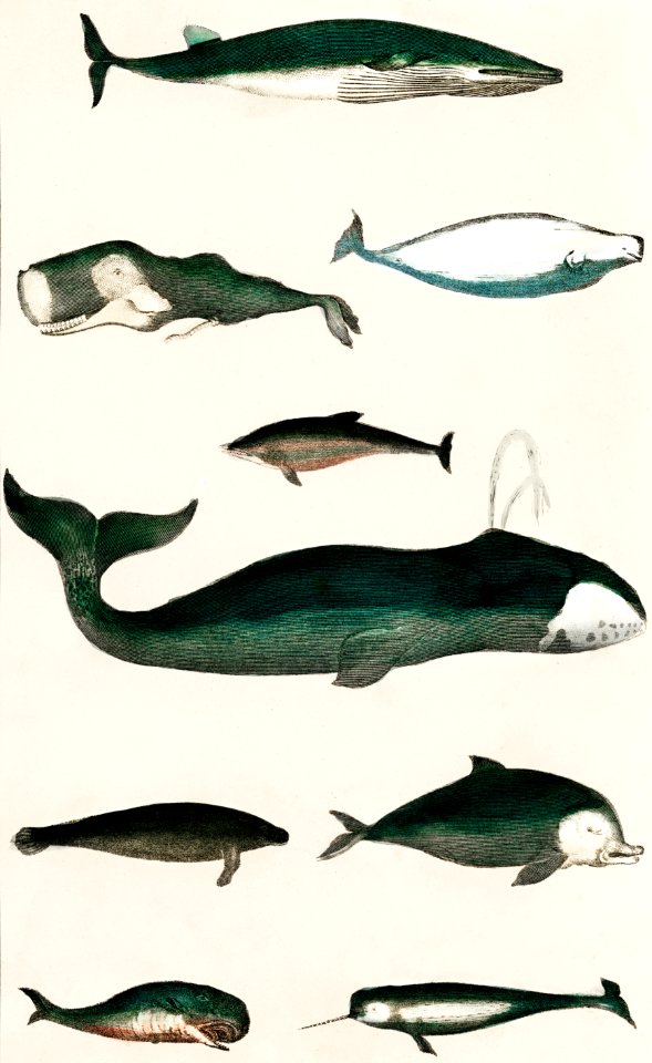Collection of various whales from A history of the earth and animated nature (1820) by Oliver Goldsmith (1730-1774). Digitally enhanced from our own original edition.