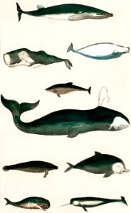 Collection of various whales from A history of the earth and animated nature (1820) by Oliver Goldsmith (1730-1774). Digitally enhanced from our own original edition.. Free illustration for personal and commercial use.