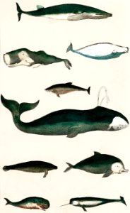 Collection of various whales from A history of the earth and animated nature (1820) by Oliver Goldsmith (1730-1774). Digitally enhanced from our own original edition.