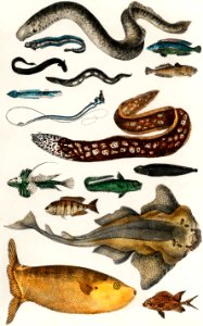 Collection of various fishes from A history of the earth and animated nature (1820) by Oliver Goldsmith (1730-1774). Digitally enhanced from our own original edition.