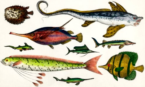 Collection of various fishes from A history of the earth and animated nature (1820) by Oliver Goldsmith (1730-1774). Digitally enhanced from our own original edition.. Free illustration for personal and commercial use.