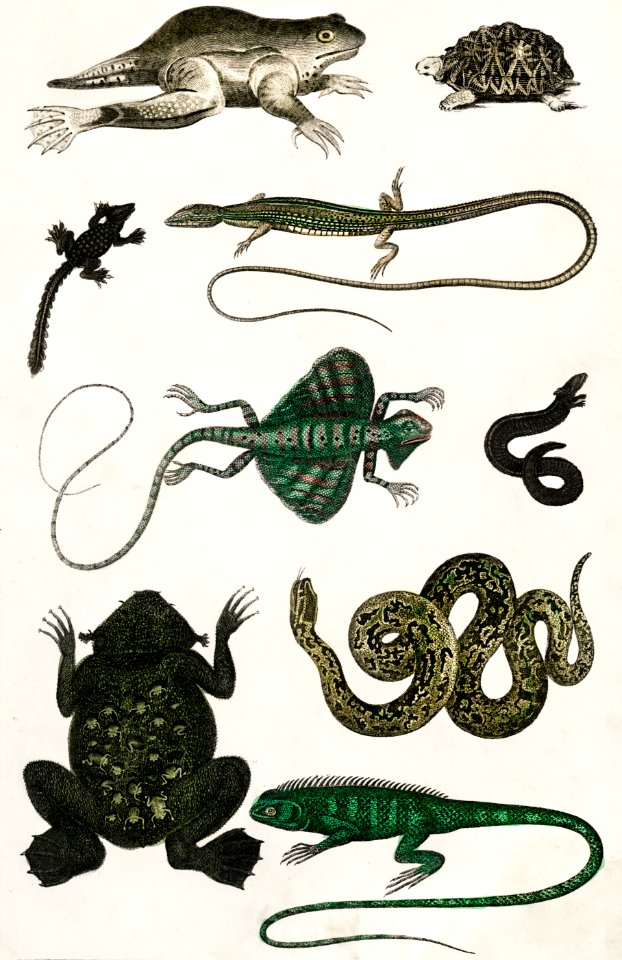 Collection of various reptiles from A history of the earth and animated nature (1820) by Oliver Goldsmith (1730-1774). Digitally enhanced from our own original edition.