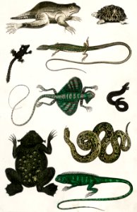 Collection of various reptiles from A history of the earth and animated nature (1820) by Oliver Goldsmith (1730-1774). Digitally enhanced from our own original edition.. Free illustration for personal and commercial use.