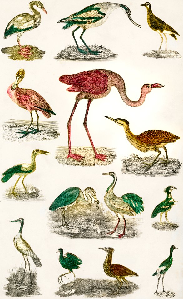 Collection of various flightless birds from A history of the earth and animated nature (1820) by Oliver Goldsmith (1730-1774). Digitally enhanced from our own publication.