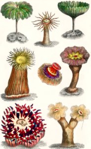 Different kinds of Actiniae, or Animal Flowers from A history of the earth and animated nature (1820) by Oliver Goldsmith (1730-1774). Digitally enhanced from our own original edition.. Free illustration for personal and commercial use.