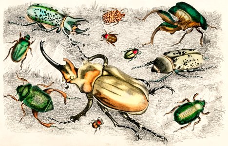 Collection of various beetles from A history of the earth and animated nature (1820) by Oliver Goldsmith (1730-1774). Digitally enhanced from our own original edition.